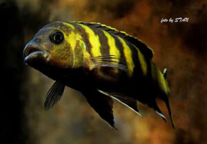 Metriaclima melissa 'Chitande Island'